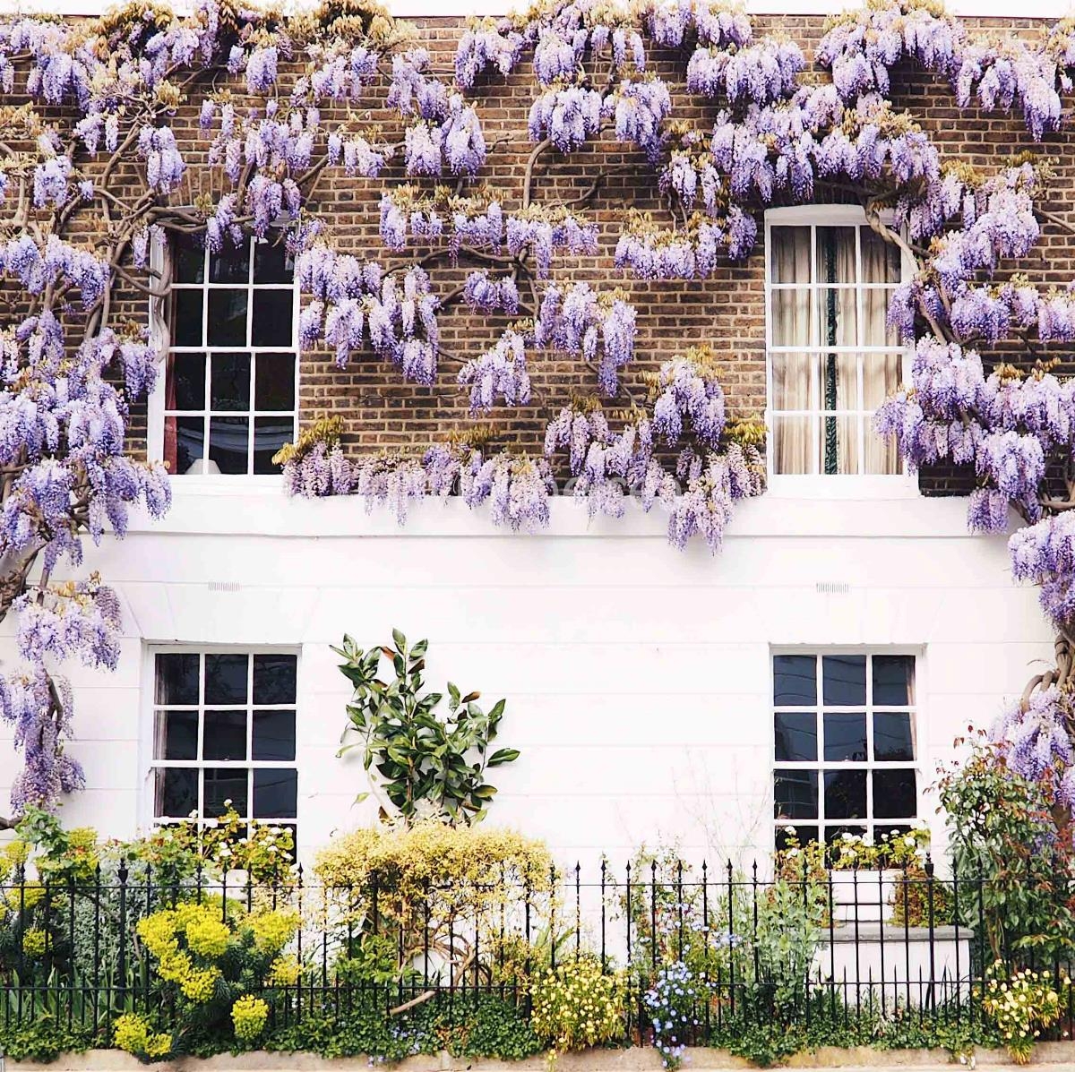 Where to Find Wisteria in London: My Top Locations in Chelsea - Liviatiana